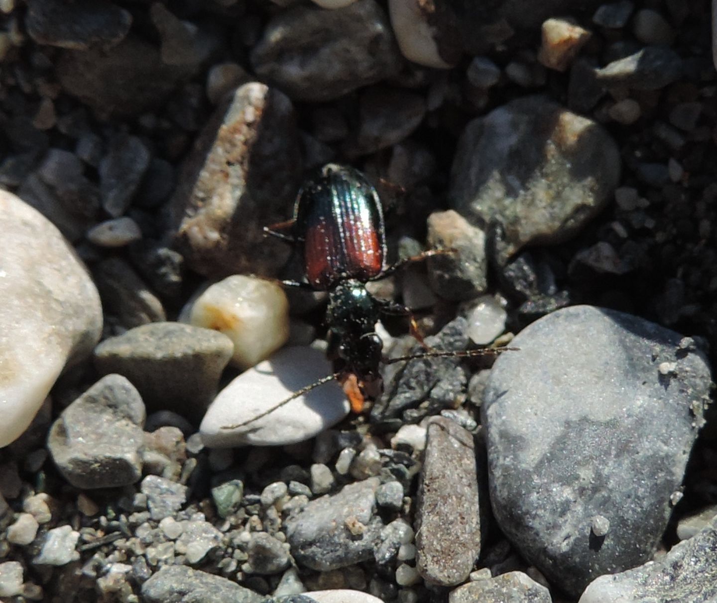 Carabidae: Ocydromus eques?  S !